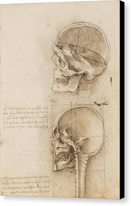 Sagittal Sections of the Human Skull - Canvas Print