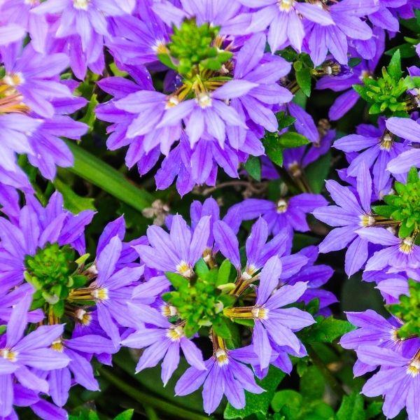 scaevola whirlwind blue flower with with green foliage and purple blossoms