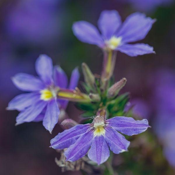 scaevola blue flower with purpleish-blue blooms close up with blurred background