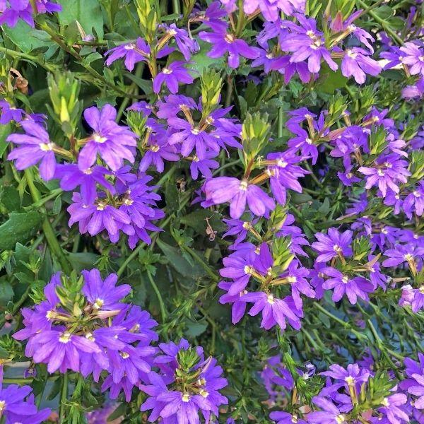 scaevola blue flower with purpleish-blue blooms and lots of green foliage