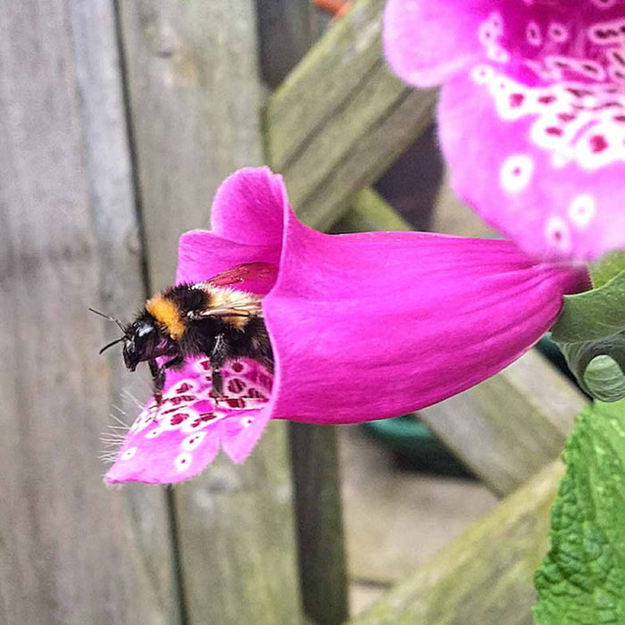 Seedball Wildflower Grab Bag - Bee Mix &Keep