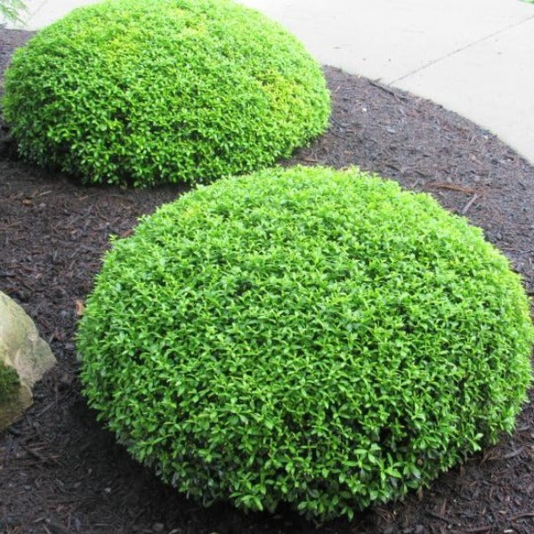 Soft Touch Holly with glossy spineless evergreen foliage growing as a compact rounded shrub in a landscape bed