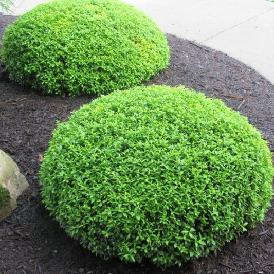 Soft Touch Holly with glossy spineless evergreen foliage growing as a compact rounded shrub in a landscape bed