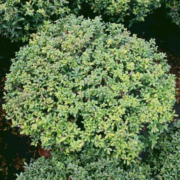 Rounded Soft Touch Holly shrub used in a foundation planting