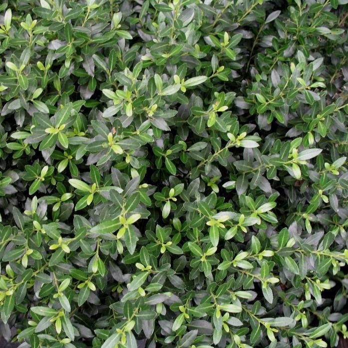 Close-up of Soft Touch Holly glossy green foliage with smooth spineless leaves