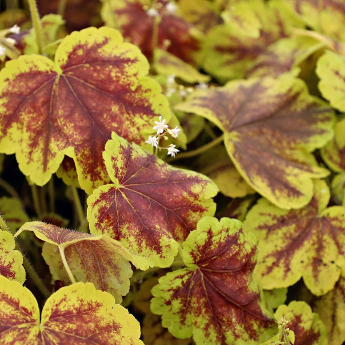 Heucherella Solar Eclipse showing scalloped dark leaves with bright lime margins