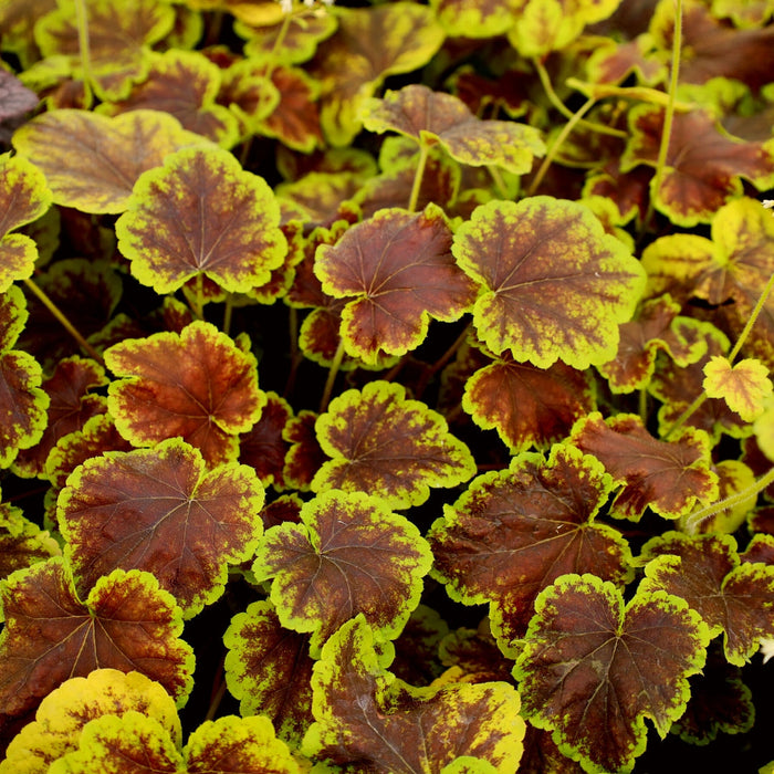 Solar Eclipse Heucherella with dark reddish-brown foliage and lime-green edges in a shade garden