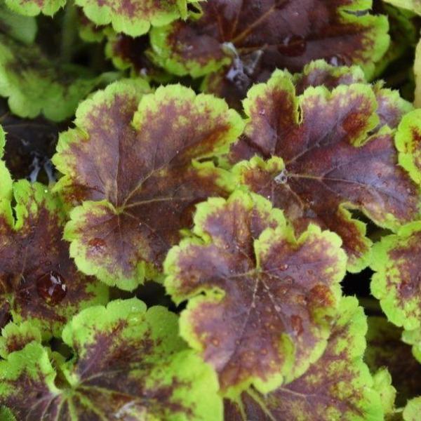 Deer resistant Solar Eclipse Heucherella used as colorful edging in part shade