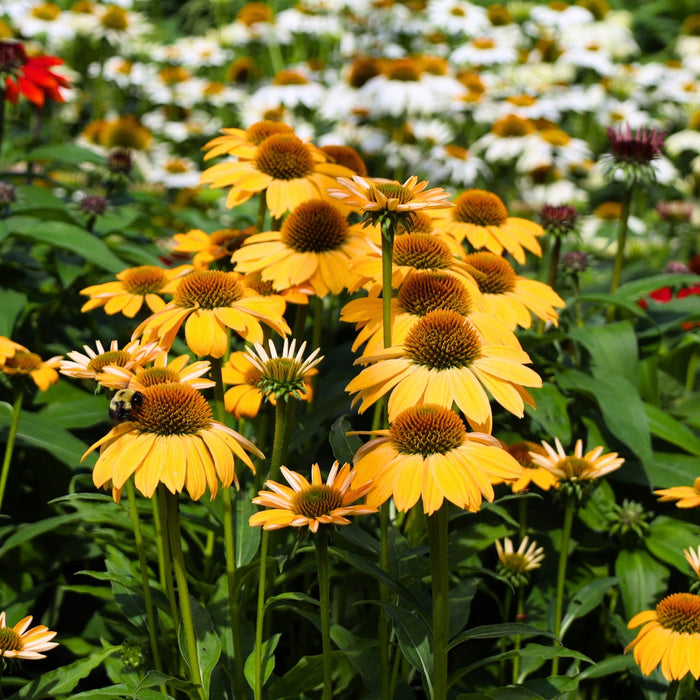 Sombrero Granada Gold Coneflower with rich golden-yellow Echinacea flowers blooming in a sunny pollinator garden