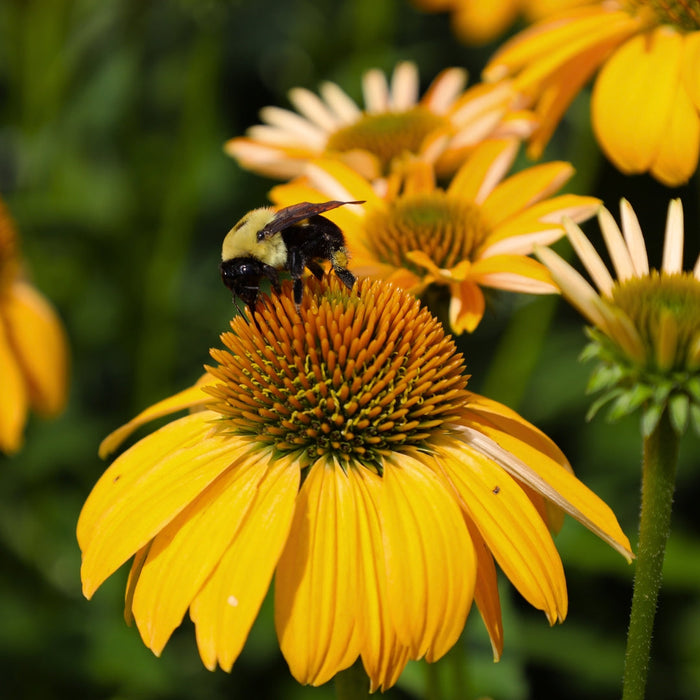 Golden yellow Echinacea flowers attracting butterflies and bees in a pollinator garden