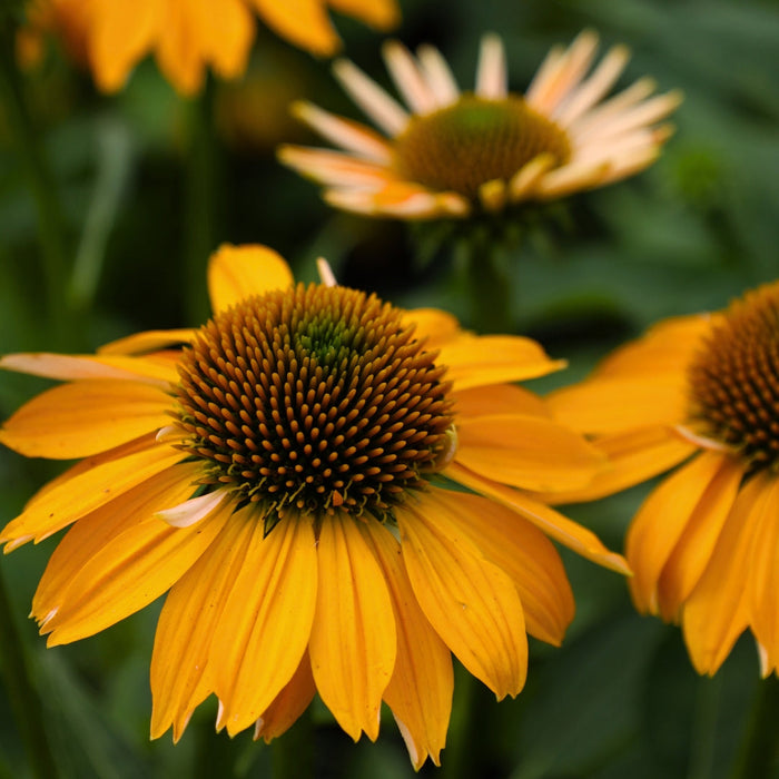 Close-up of Echinacea Sombrero Granada Gold flower with golden petals and central cone