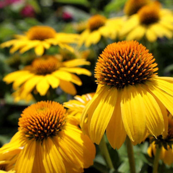 Sombrero Lemon Yellow Coneflower with bright yellow Echinacea flowers blooming in a sunny pollinator garden