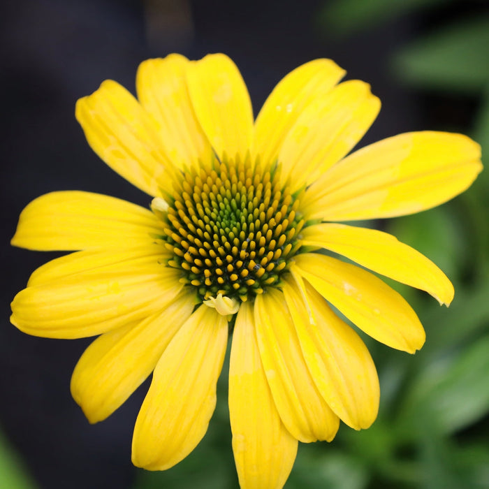 Close-up of Echinacea Sombrero Lemon Yellow flower with yellow petals and central cone