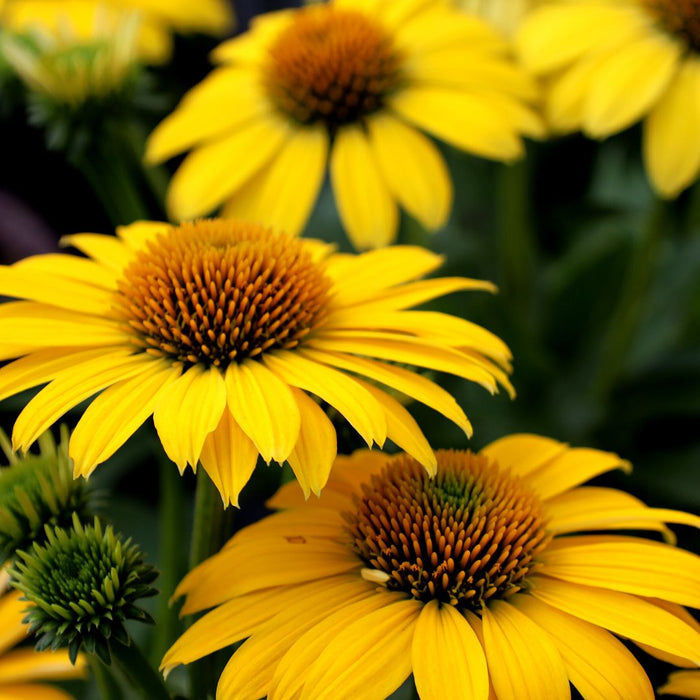 Yellow Echinacea flowers attracting butterflies and bees in a pollinator garden