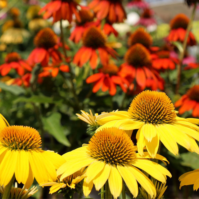 Sombrero Lemon Yellow Coneflower blooming with lemon-yellow petals in a perennial border