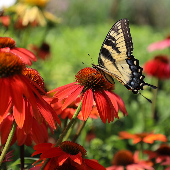 Warm red Echinacea flowers attracting butterflies and bees in a pollinator garden