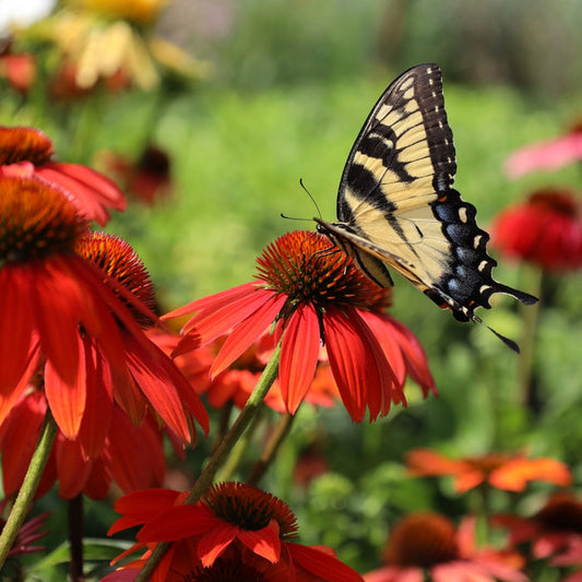 Warm red Echinacea flowers attracting butterflies and bees in a pollinator garden