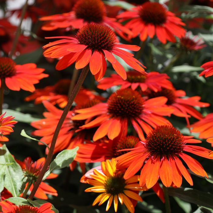 Sombrero Sangrita Coneflower blooming with red-orange flowers in a perennial border