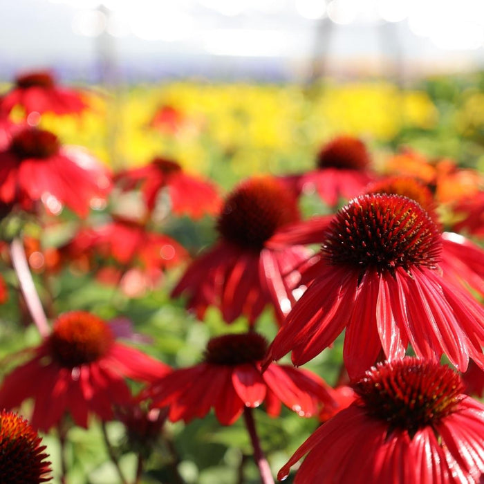 Echinacea Sombrero Sangrita flowers with dark cones in full sun