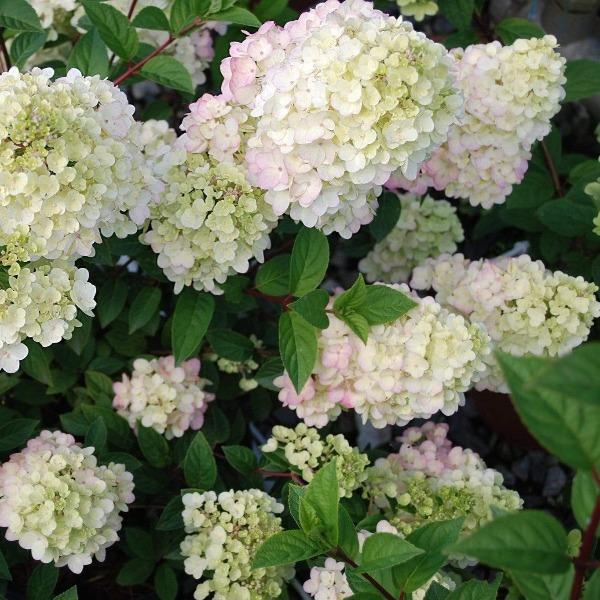First Editions® Strawberry Sundae® hydrangea with white-to-pink panicle blooms, adding compact summer color to a foundation bed
