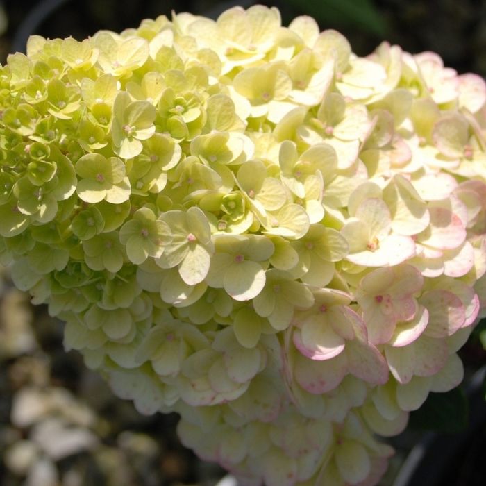 Close-up of Strawberry Sundae® panicle hydrangea bloom shifting from creamy white to pink and strawberry-red, dense florets in summer