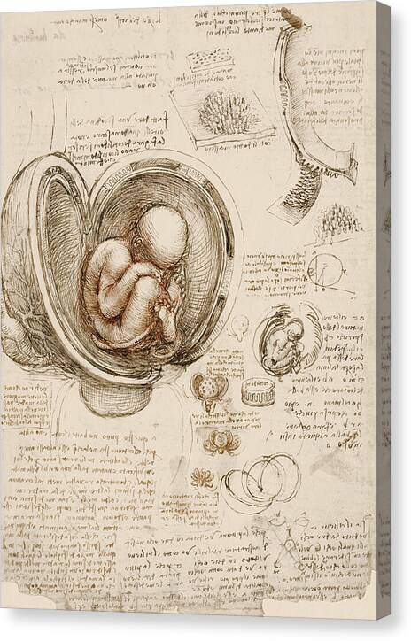 Studies of the Fetus in the Womb - Canvas Print