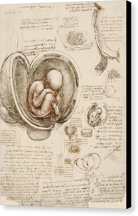 Studies of the Fetus in the Womb - Canvas Print