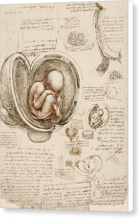 Studies of the Fetus in the Womb - Canvas Print