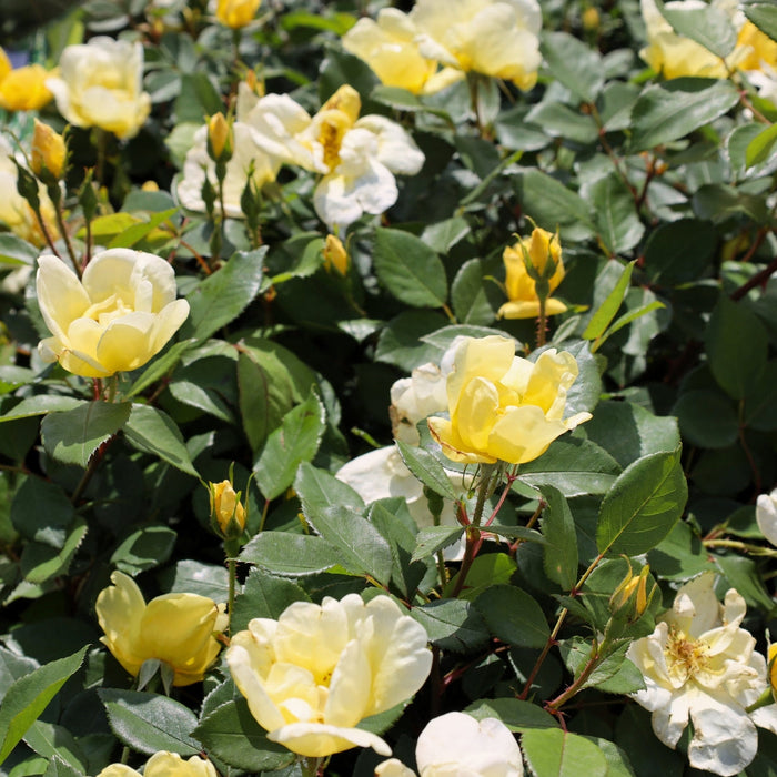 Sunny Knock Out rose shrub with bright yellow blooms and glossy green foliage, flowering heavily in a sunny border beside evergreen shrubs