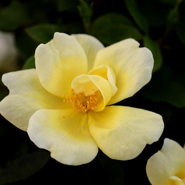 Close-up of Sunny Knock Out rose showing bright yellow petals and classic rose form, a continuous-blooming landscape rose with clean color