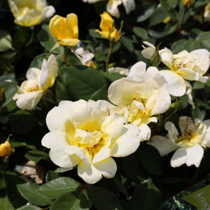 Sunny Knock Out rose in a large patio container with yellow blooms, paired with lavender and salvia for long-season sunny color