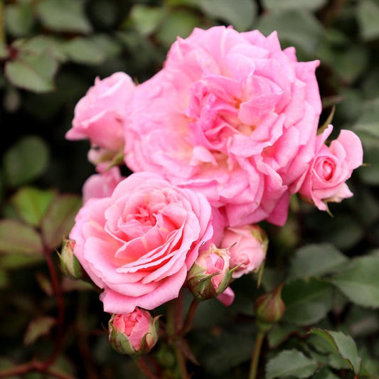 Close-up of Sweet Drift® rose showing fully double pink petals in clustered blooms, creating a soft, romantic look on a compact plant