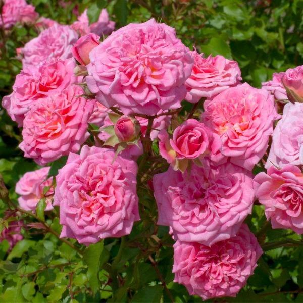 Sweet Drift® rose groundcover in full sun with double pink blooms and glossy foliage, forming a low mound along a front border edge
