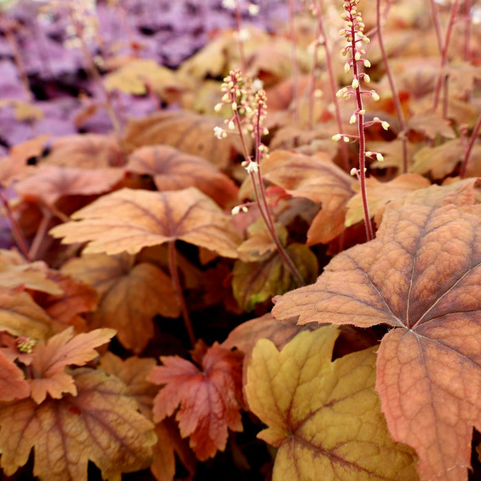 Sweet Tea Heucherella plant with cinnamon-orange foliage for colorful shade gardens