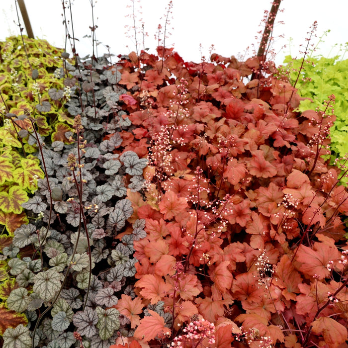unique blooms on sweet tea heuchera