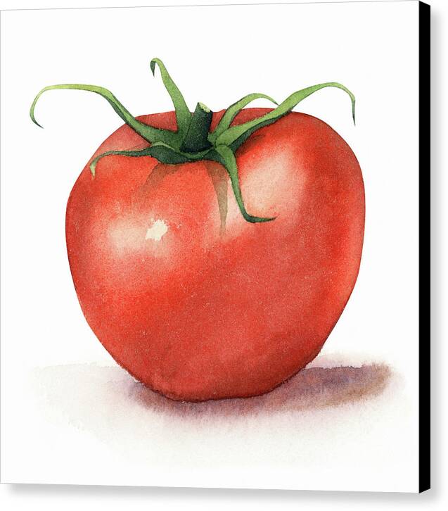 Tomato Watercolor - Canvas Print