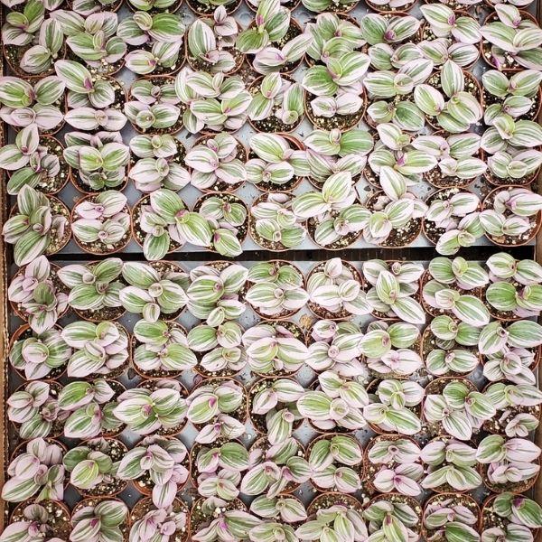container full of 2 inch variegated Tradescantia Nanouks