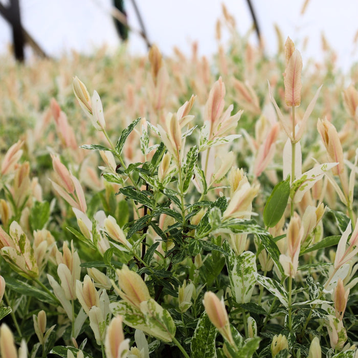 Close-up of tri-color dappled willow new growth, soft pink leaves fading to creamy white and green variegation with fine willow texture.