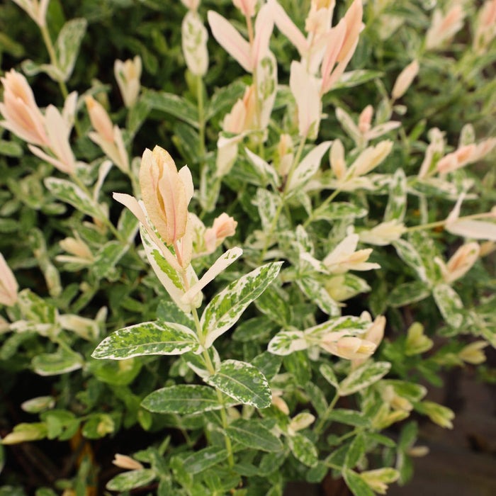 Tri-Color dappled willow in a large patio pot, variegated foliage and arching stems adding movement and color in sun to part shade.