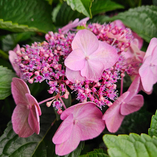Twist-n-Shout® Reblooming Hydrangea