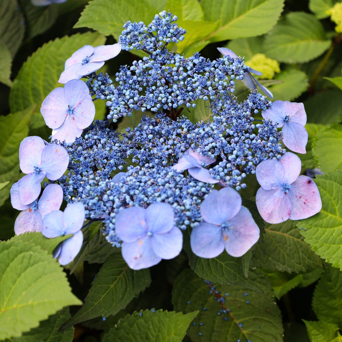 Close-up of Twist-n-Shout® lacecap hydrangea bloom showing delicate outer florets and fertile center with blue-to-pink tones by soil pH