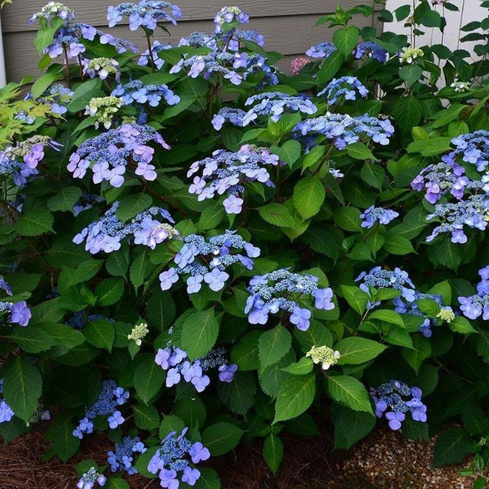 Twist-n-Shout® lacecap hydrangea in part shade with blue-pink blooms, adding long-season color to a foundation planting in summer