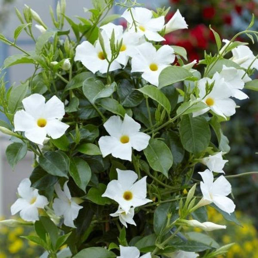 Mandevilla tropical plant with white blooms for sale on Garden Goods Direct