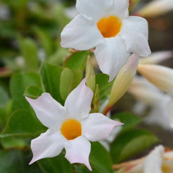 close up of the white mandevilla flowers with vibrant orange centers