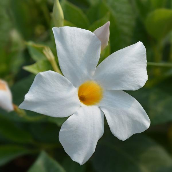 white mandevilla tropical patio plant in the sun