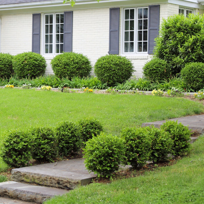 Wintergreen boxwood hedge lining a front walk, dense evergreen shrubs clipped into clean lines for year-round curb appeal.
