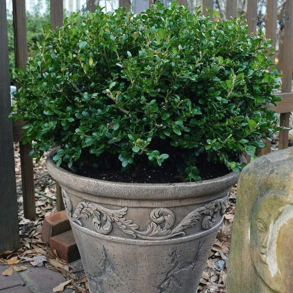 Wintergreen boxwood in a large entry container, adding evergreen structure and a tidy, classic look.