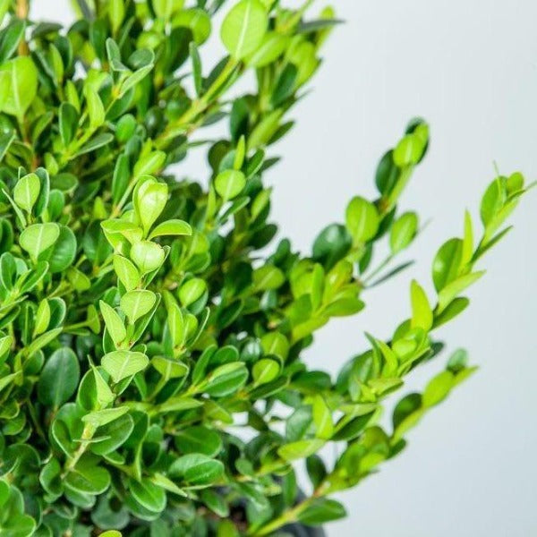 Close-up of Wintergreen boxwood foliage, small glossy green leaves, and tight branching texture that stays rich green in winter.